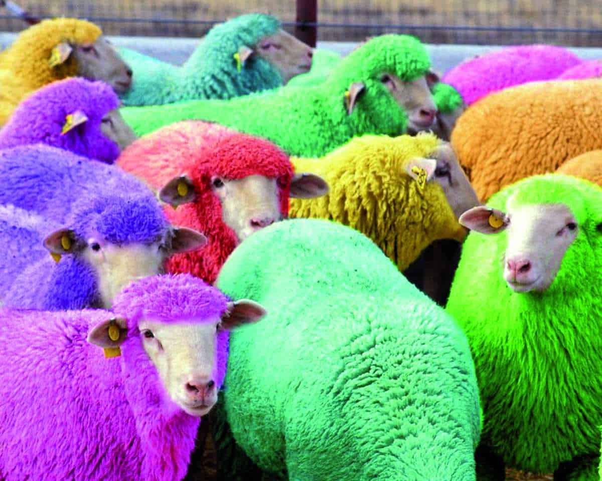 Mulit Coloured Sheep Web